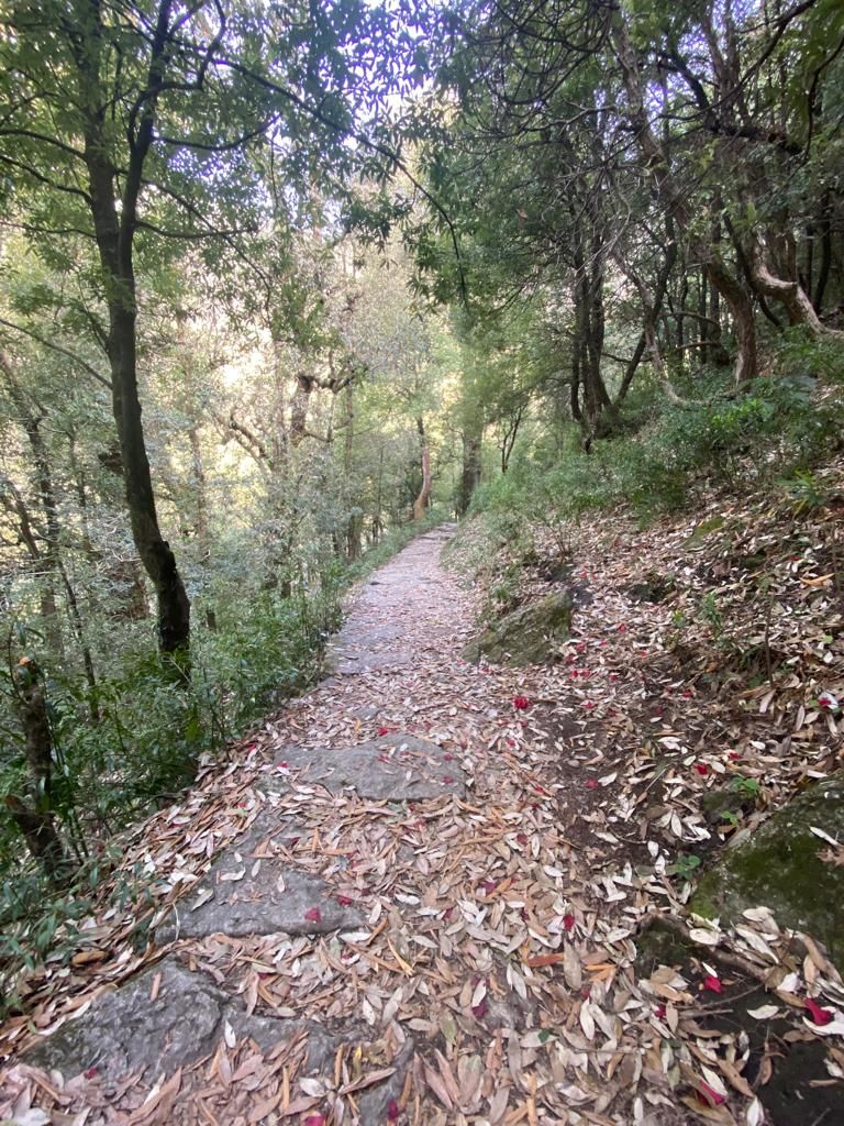 Photo of Travel nah... work & trek from Dharamkot! by Aastha Verma