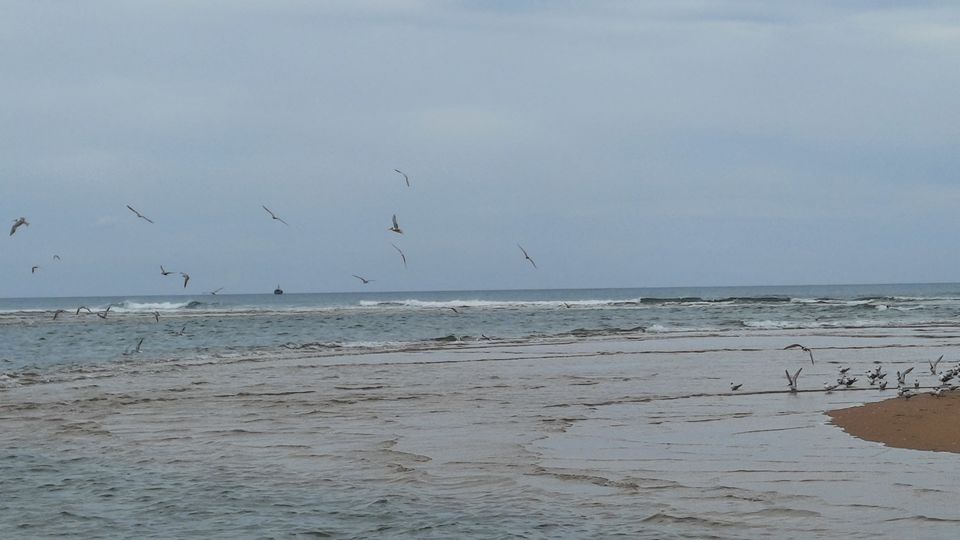 Photo of A Saturday spent at Pulicat by watching Birds and enjoying the pristine lagoon and beach by Kirthivasan