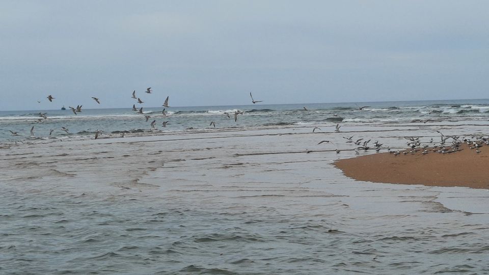 Photo of A Saturday spent at Pulicat by watching Birds and enjoying the pristine lagoon and beach by Kirthivasan