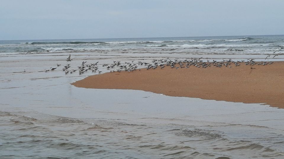 Photo of A Saturday spent at Pulicat by watching Birds and enjoying the pristine lagoon and beach by Kirthivasan