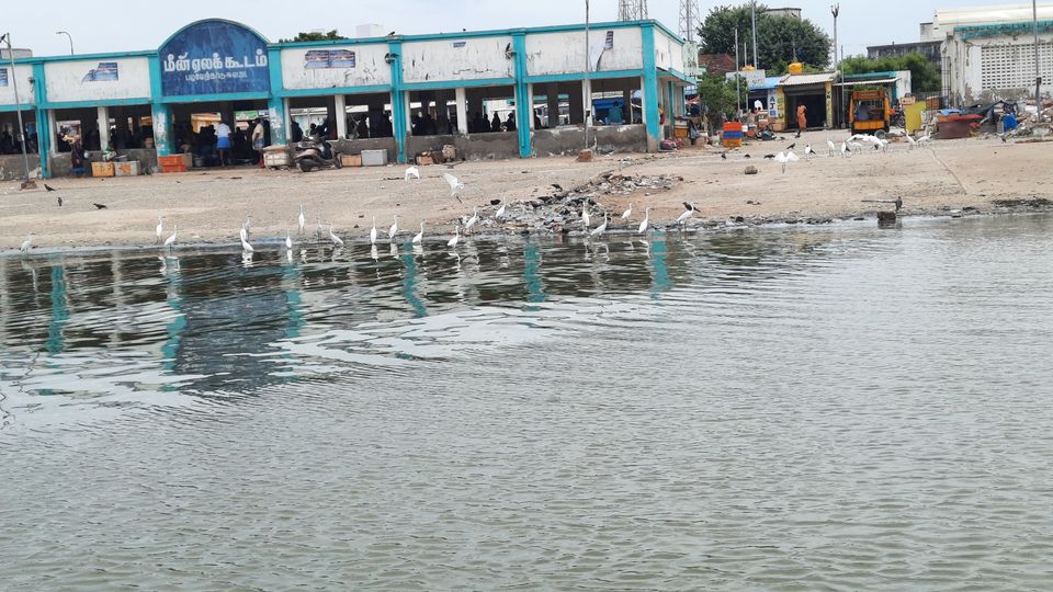 Photo of A Saturday spent at Pulicat by watching Birds and enjoying the pristine lagoon and beach by Kirthivasan