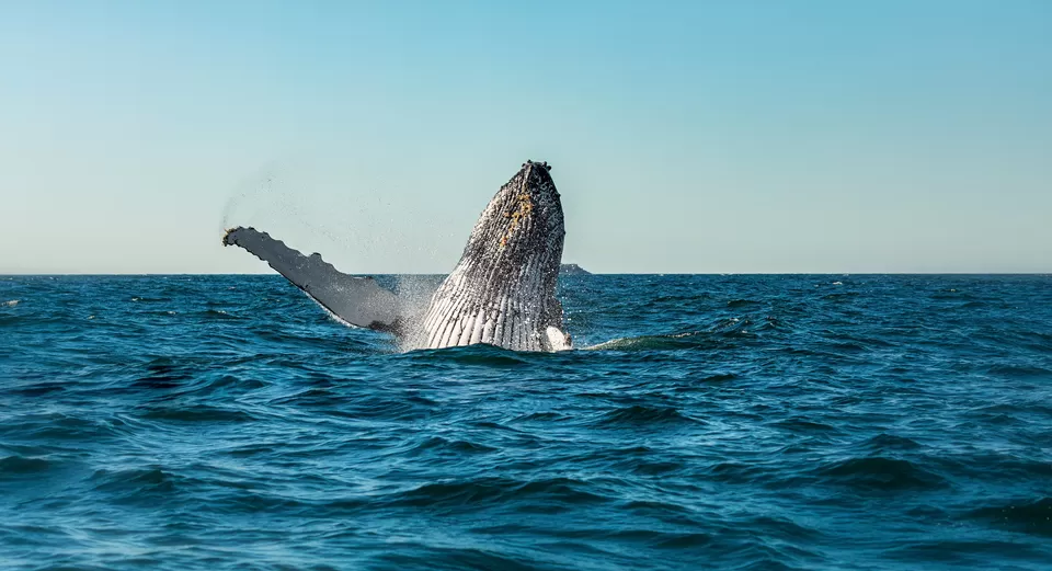 Photo of Dreaming of a Beach Holiday? These Experiences in Sydney Will Make You Book a Flight to Australia by Neeti Chopra