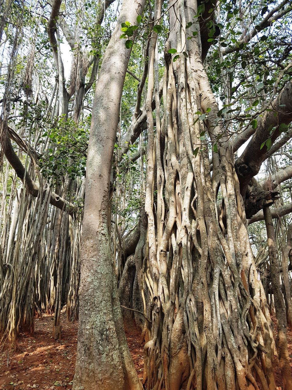 Photo of Three acres of sheer beauty - 400 year old Big Banyan Tree by Annet P S