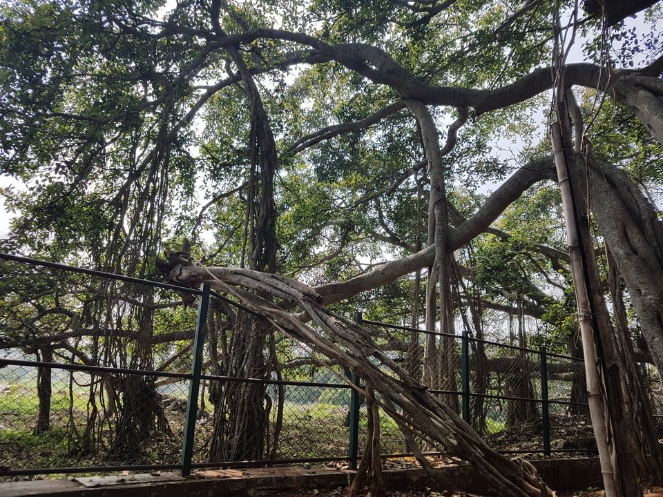 Photo of Three acres of sheer beauty - 400 year old Big Banyan Tree by Annet P S
