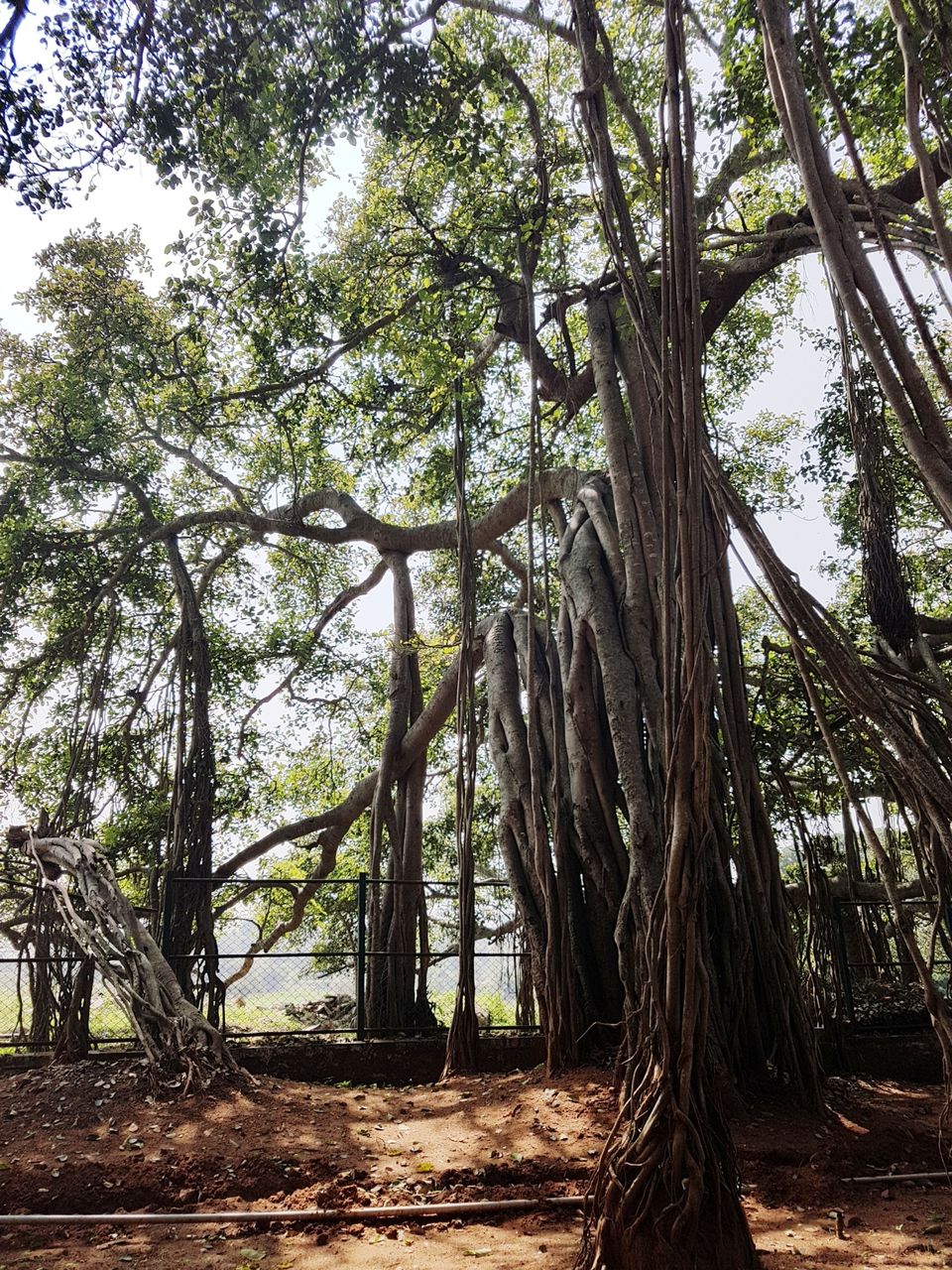 Photo of Three acres of sheer beauty - 400 year old Big Banyan Tree by Annet P S