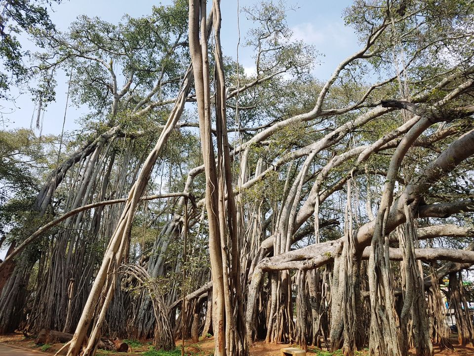 Photo of Three acres of sheer beauty - 400 year old Big Banyan Tree by Annet P S