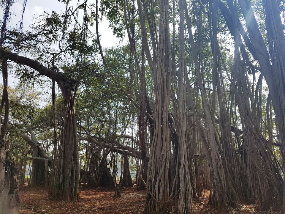 Photo of Three acres of sheer beauty - 400 year old Big Banyan Tree by Annet P S