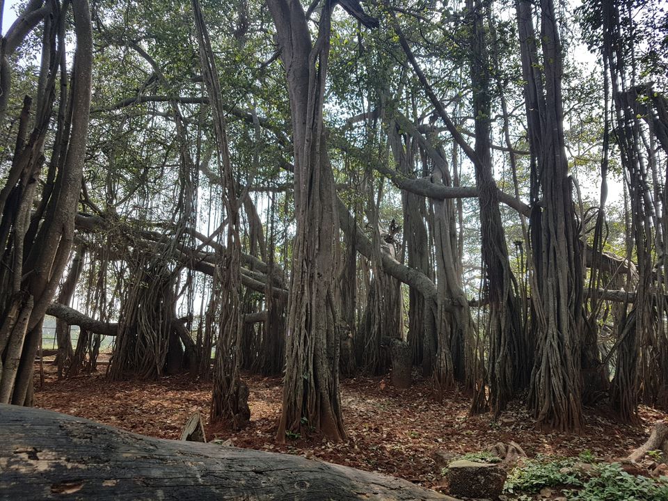 Photo of Three acres of sheer beauty - 400 year old Big Banyan Tree by Annet P S