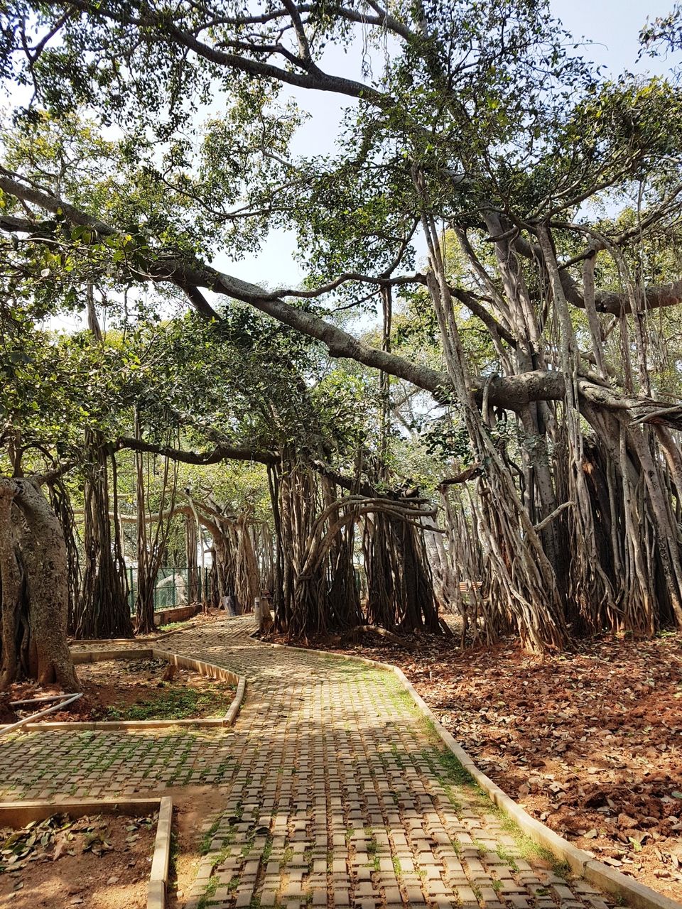 Photo of Three acres of sheer beauty - 400 year old Big Banyan Tree by Annet P S
