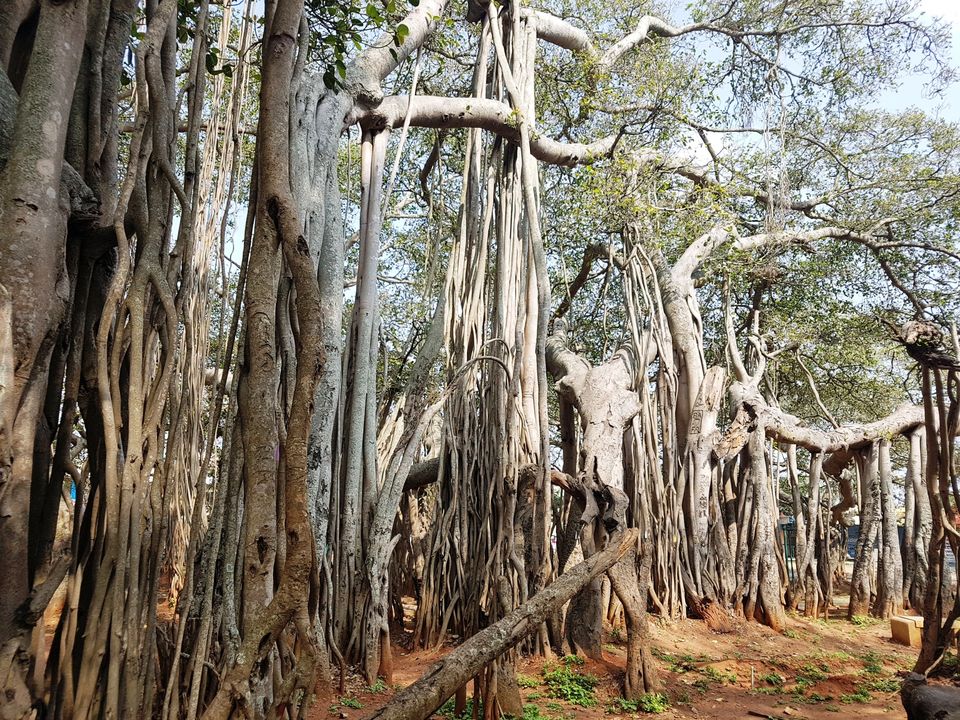 Photo of Three acres of sheer beauty - 400 year old Big Banyan Tree by Annet P S