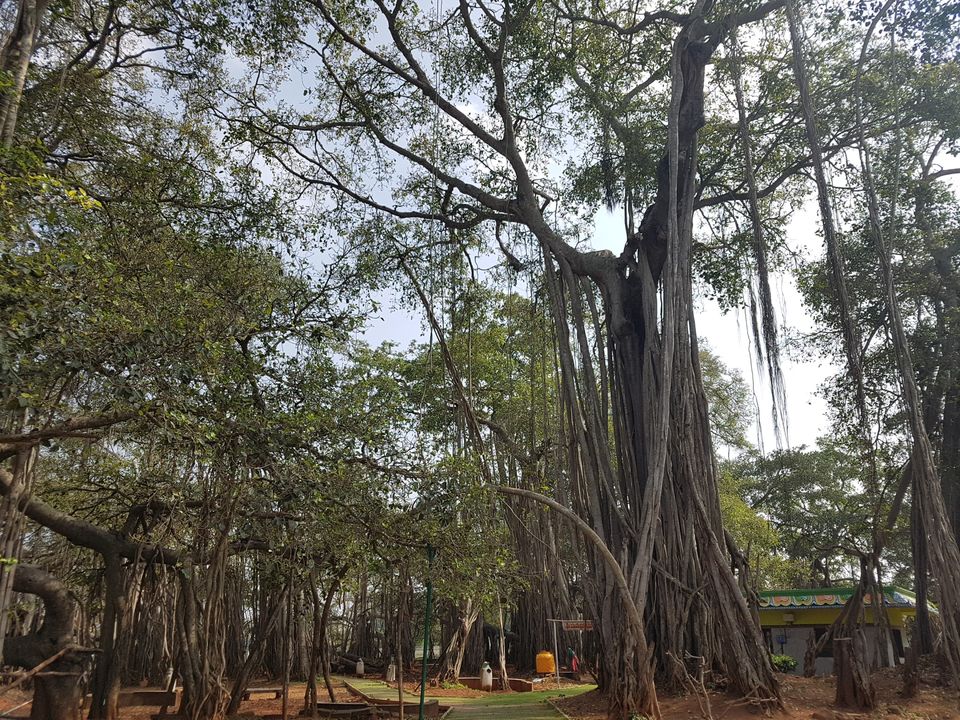 Photo of Three acres of sheer beauty - 400 year old Big Banyan Tree by Annet P S