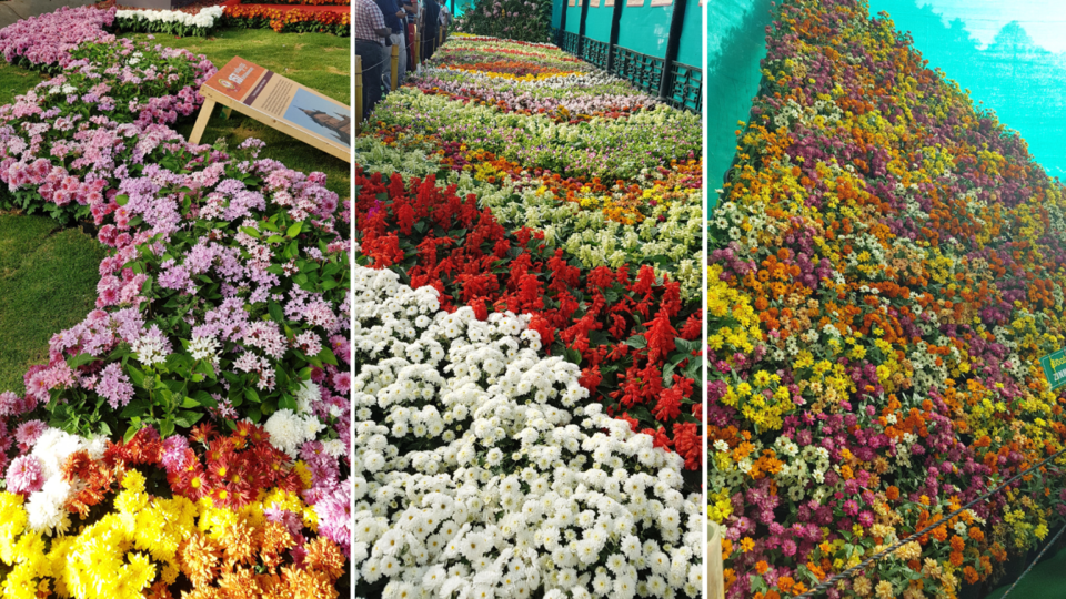 Photo of This Independence week, visit the much-awaited flower show in Bengaluru and get mesmerized by Annet P S