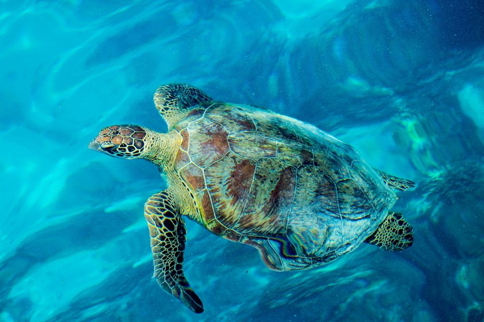 Photo of A Perfect Guide to Explore Fraser Island and Great Barrier Reef, Australia by Priyanka Telang