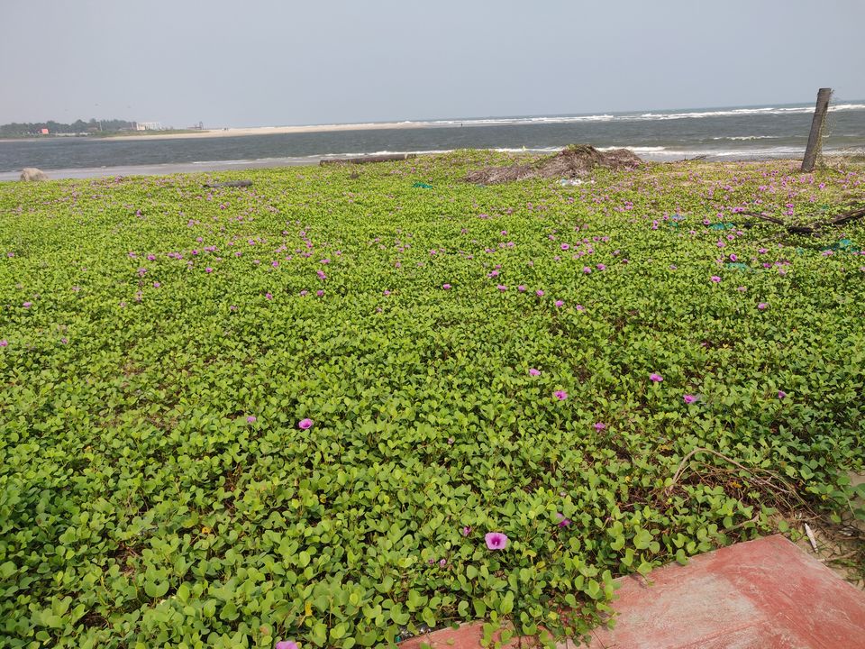 Photo of A leisure trip to the French town - Pondicherry by nupur phatarpekar