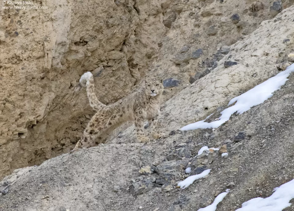 Photo of In the Realm of the Snow Leopard: A High-altitude Adventure in Spiti Valley by Bhavya Joshi