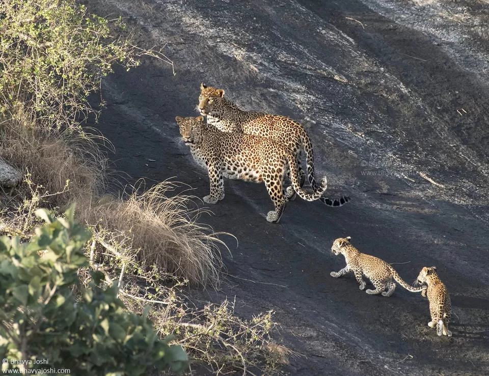Photo of Jawai Bandh, Jodhpur Division by Bhavya Joshi