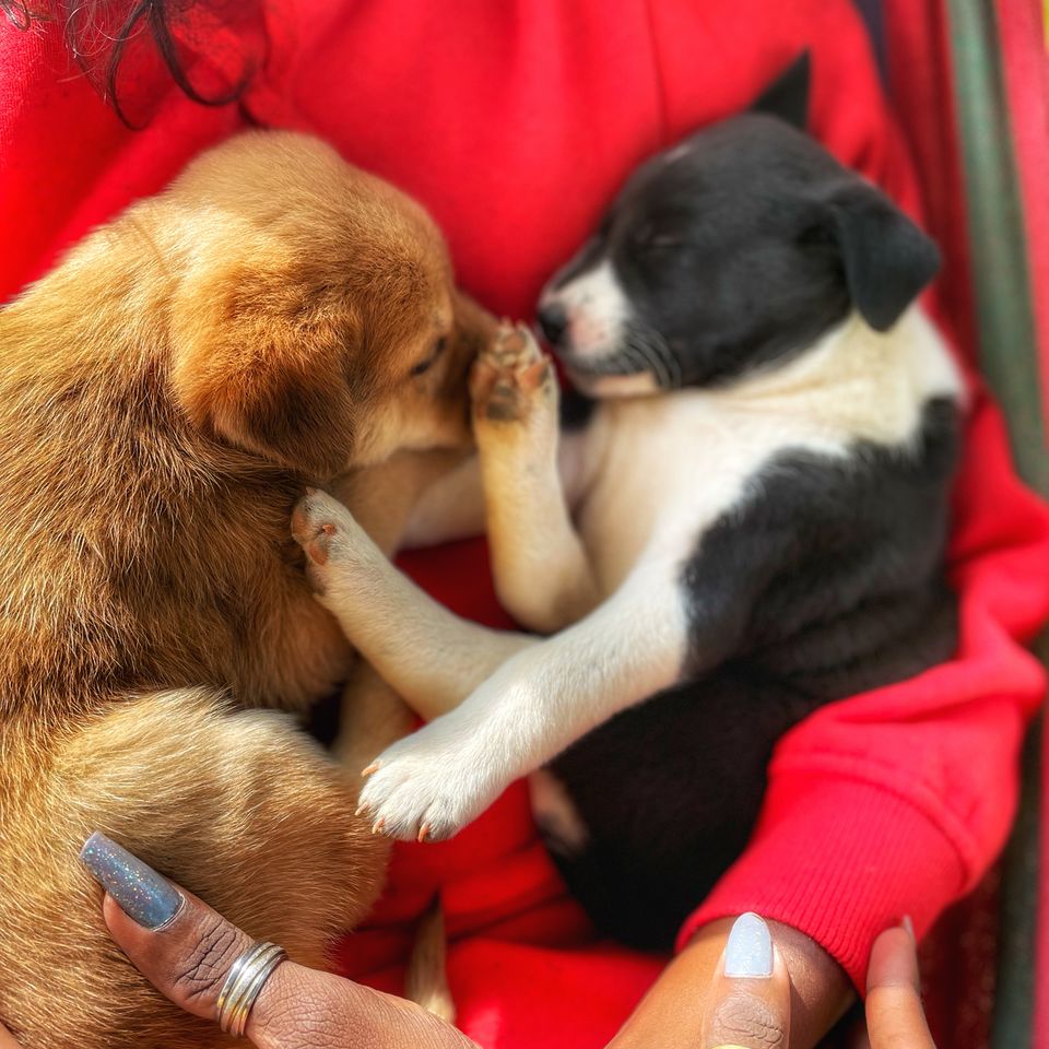 Photo of All about that warm stay I had at Ooty's cozy "GOSTOPS." by Hemanth Bhargav Murthy (Hemuu)