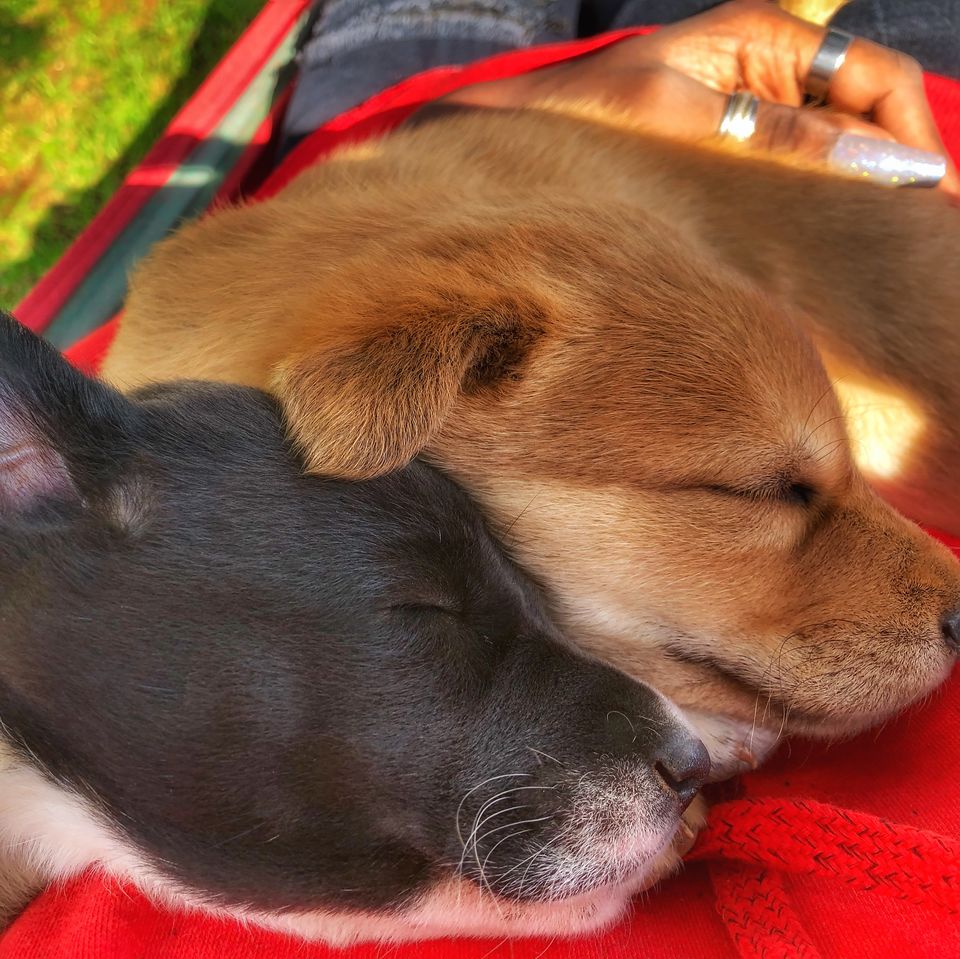 Photo of All about that warm stay I had at Ooty's cozy "GOSTOPS." by Hemanth Bhargav Murthy (Hemuu)