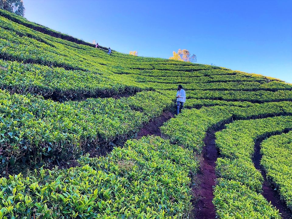 Photo of When Pine trees and Tea estates at Nilgiris of Ooty spill filmy feels! by Hemanth Bhargav Murthy (Hemuu)