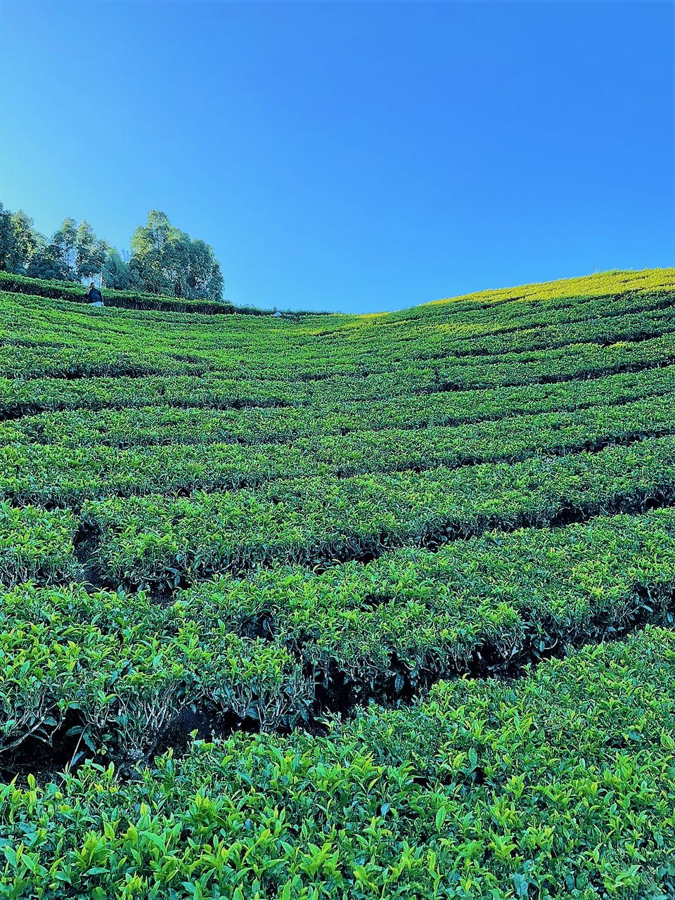 Photo of When Pine trees and Tea estates at Nilgiris of Ooty spill filmy feels! by Hemanth Bhargav Murthy (Hemuu)