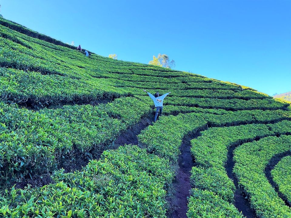 Photo of When Pine trees and Tea estates at Nilgiris of Ooty spill filmy feels! by Hemanth Bhargav Murthy (Hemuu)