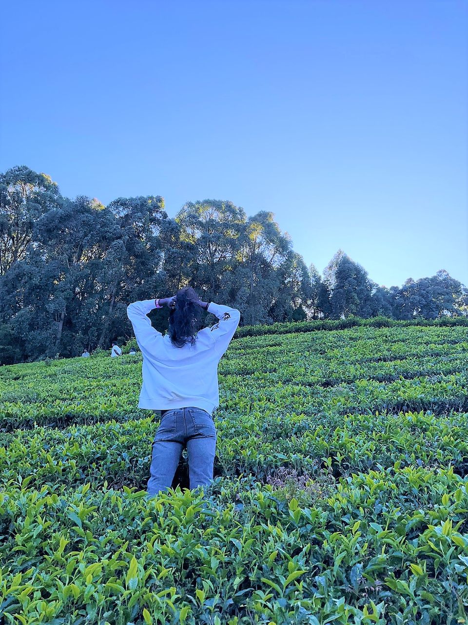 Photo of When Pine trees and Tea estates at Nilgiris of Ooty spill filmy feels! by Hemanth Bhargav Murthy (Hemuu)