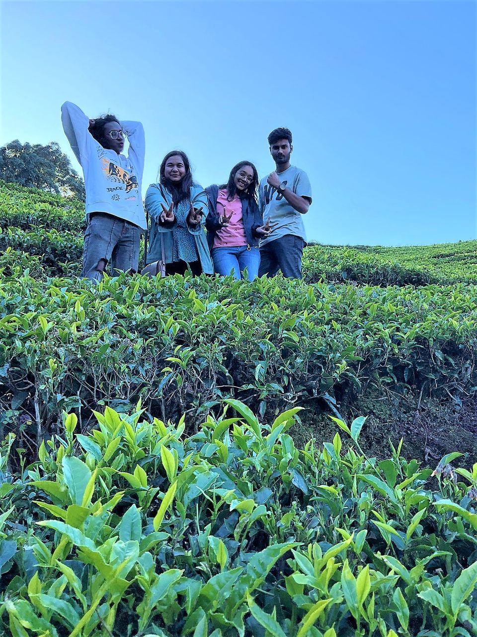 Photo of When Pine trees and Tea estates at Nilgiris of Ooty spill filmy feels! by Hemanth Bhargav Murthy (Hemuu)