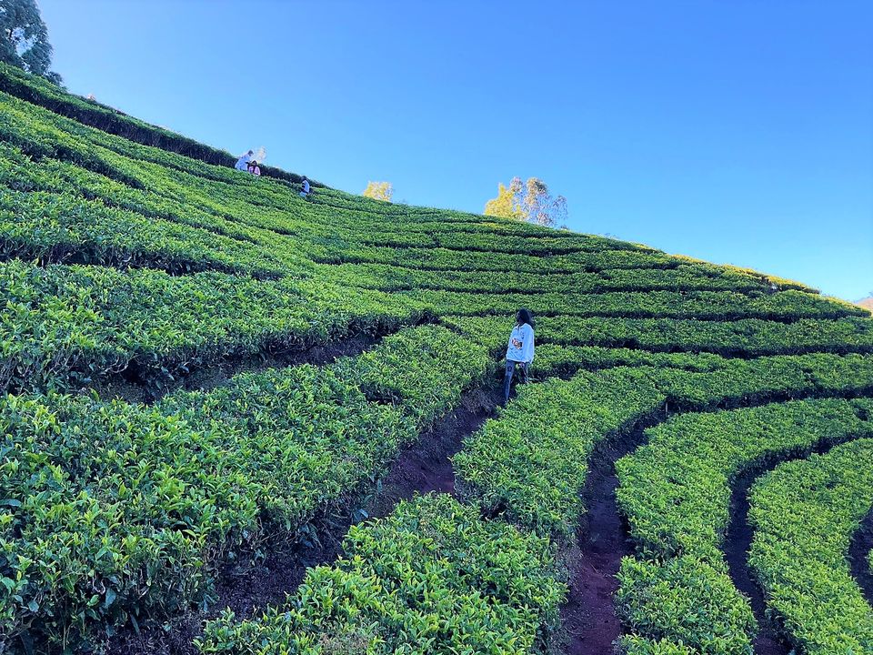 Photo of When Pine trees and Tea estates at Nilgiris of Ooty spill filmy feels! by Hemanth Bhargav Murthy (Hemuu)