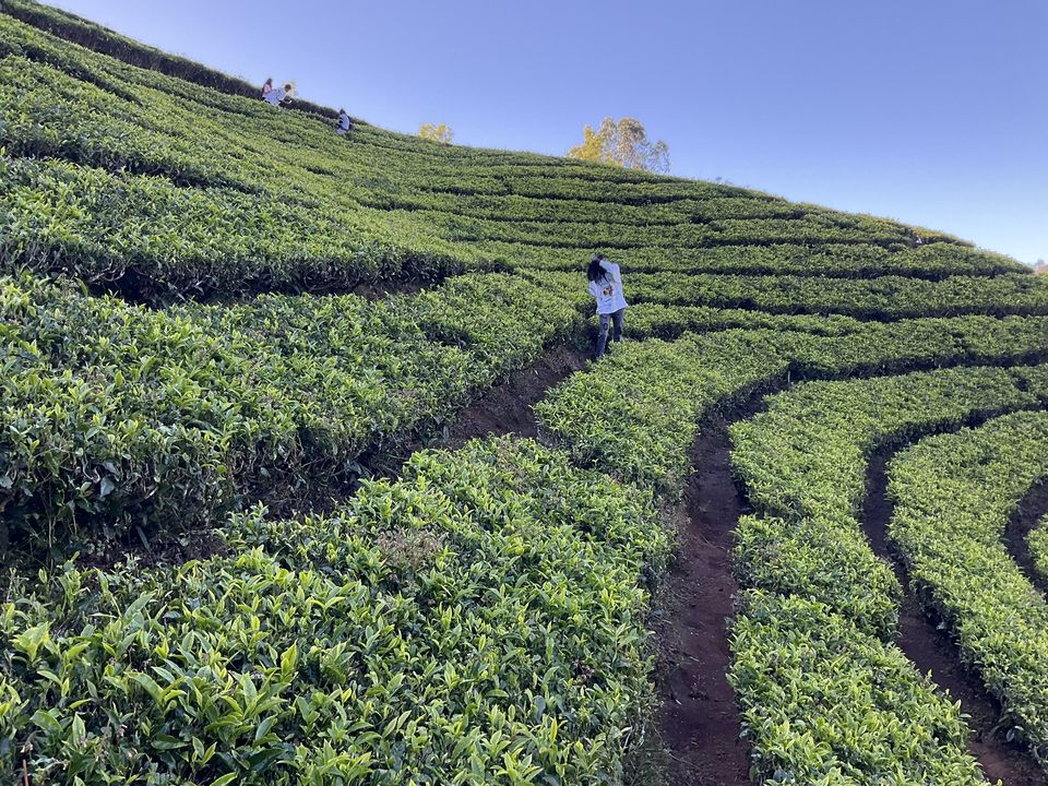 Photo of When Pine trees and Tea estates at Nilgiris of Ooty spill filmy feels! by Hemanth Bhargav Murthy (Hemuu)