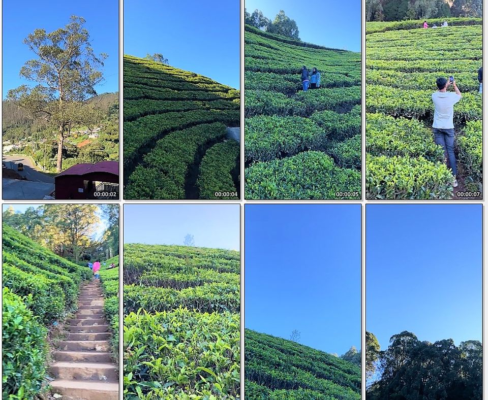 Photo of When Pine trees and Tea estates at Nilgiris of Ooty spill filmy feels! by Hemanth Bhargav Murthy (Hemuu)