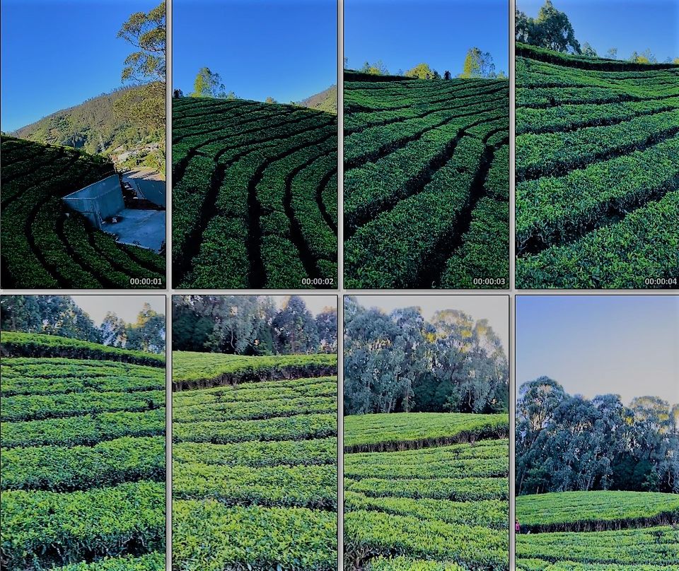Photo of When Pine trees and Tea estates at Nilgiris of Ooty spill filmy feels! by Hemanth Bhargav Murthy (Hemuu)