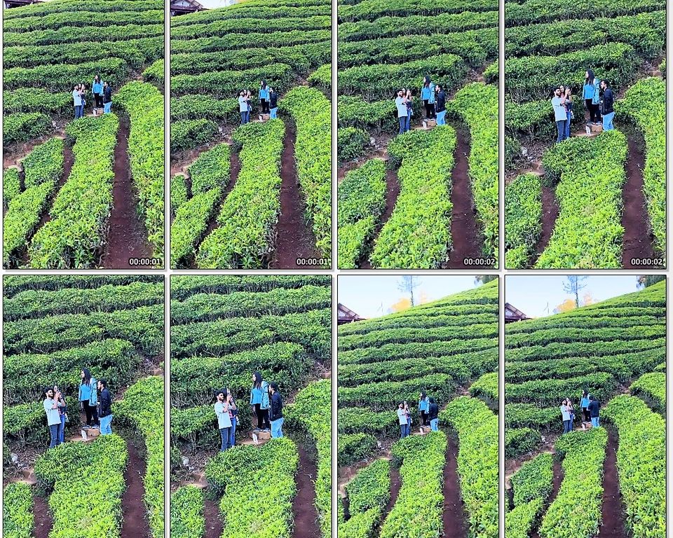 Photo of When Pine trees and Tea estates at Nilgiris of Ooty spill filmy feels! by Hemanth Bhargav Murthy (Hemuu)