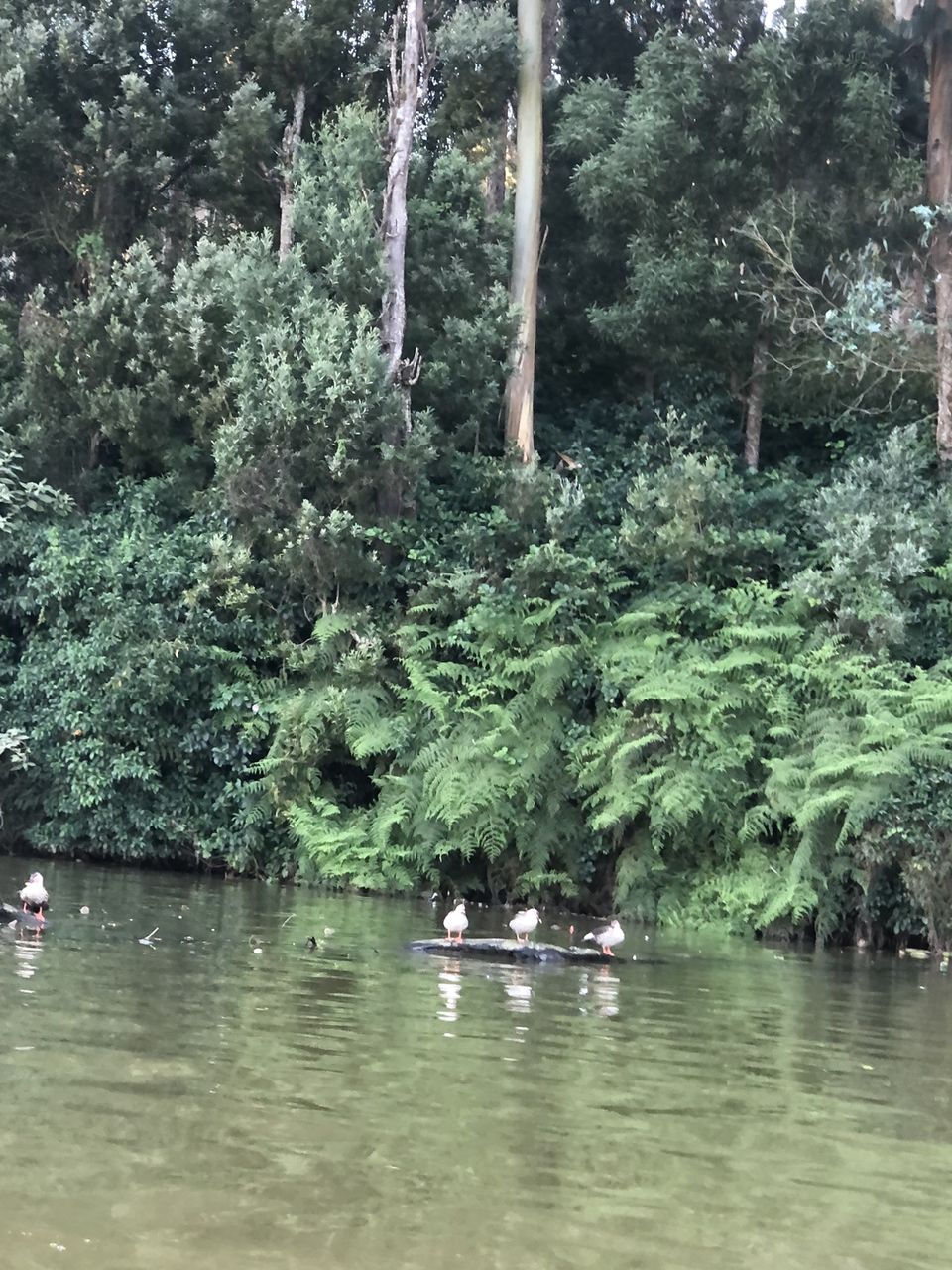Photo of This is how boating at the Ooty Lake on a winter sunset feels like, during the golden hour! by Hemanth Bhargav Murthy (Hemuu)