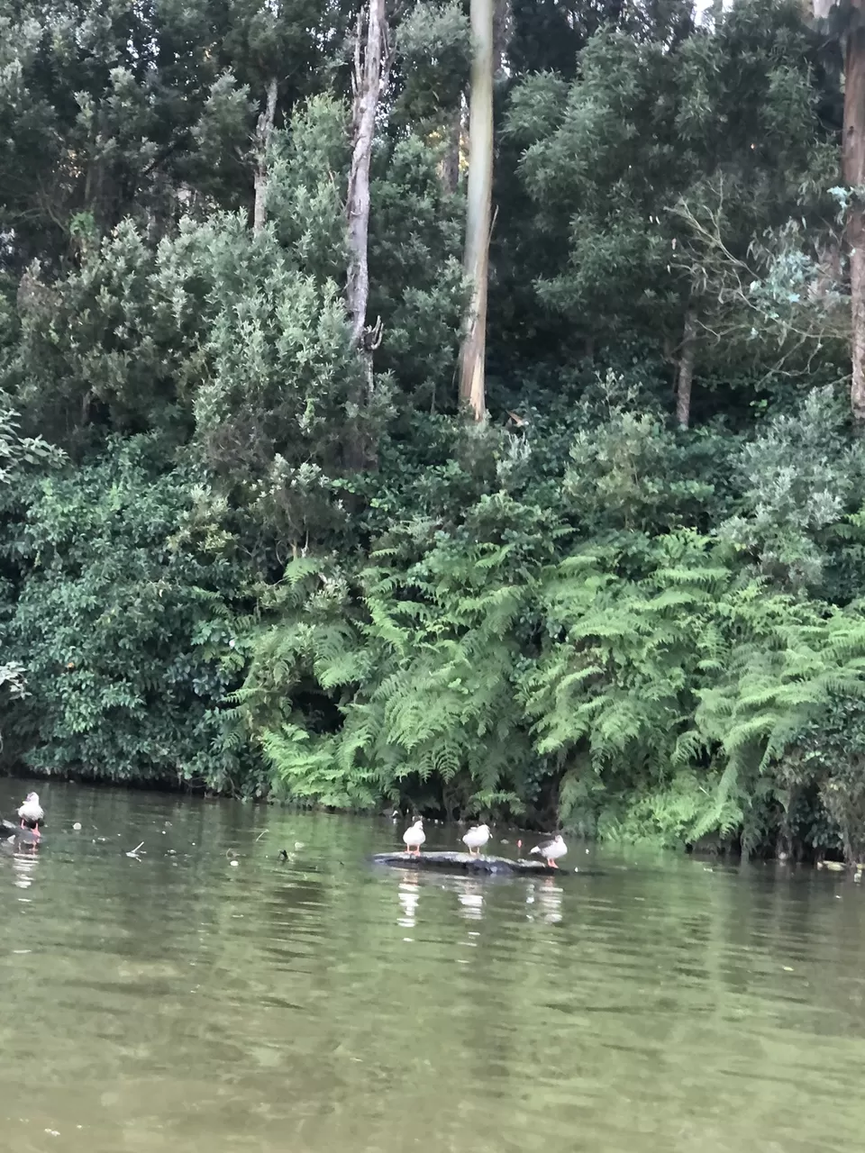 Photo of This is how boating at the Ooty Lake on a winter sunset feels like, during the golden hour! by Hemanth Bhargav Murthy (Hemuu)