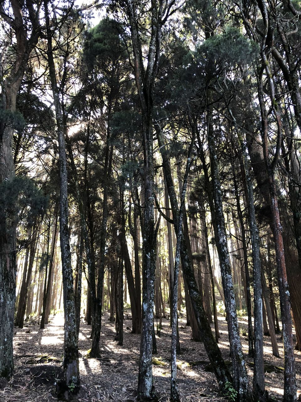 Photo of Two romantic yet spooky tall tree spots I have explored at Ooty hill station! by Hemanth Bhargav Murthy (Hemuu)