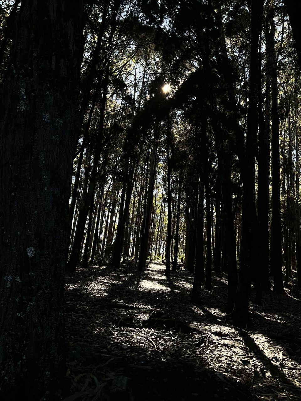 Photo of Two romantic yet spooky tall tree spots I have explored at Ooty hill station! by Hemanth Bhargav Murthy (Hemuu)