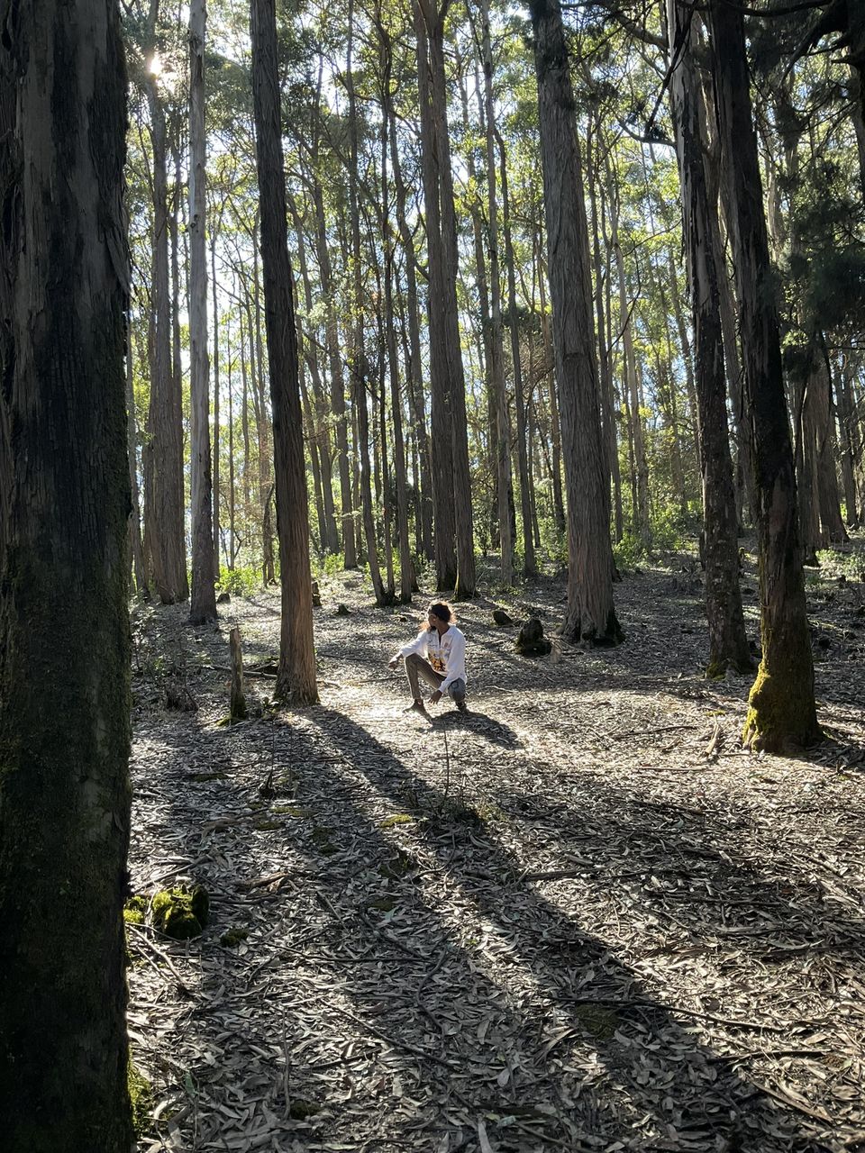 Photo of Two romantic yet spooky tall tree spots I have explored at Ooty hill station! by Hemanth Bhargav Murthy (Hemuu)
