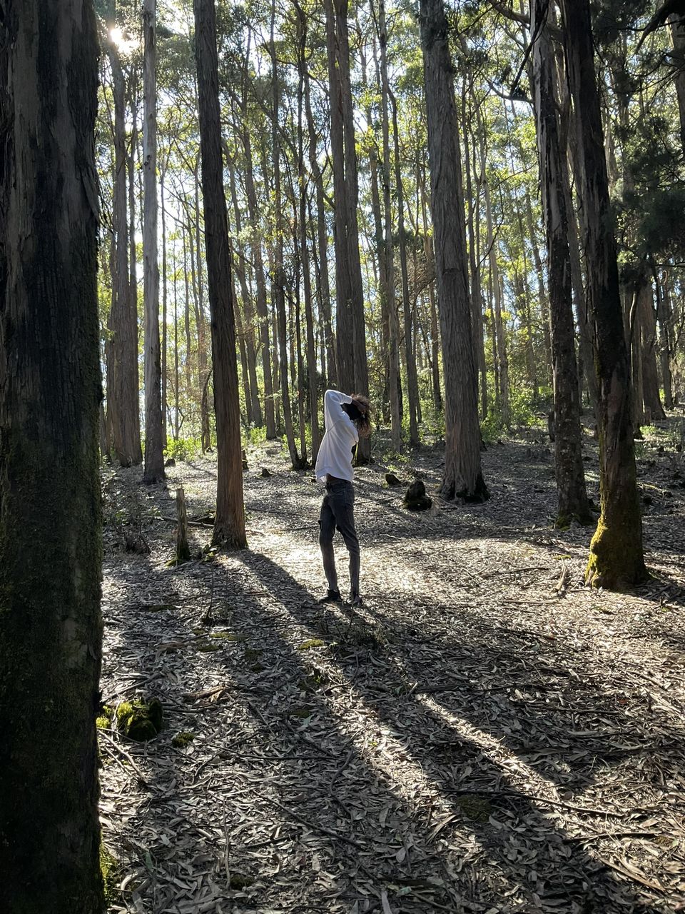 Photo of Two romantic yet spooky tall tree spots I have explored at Ooty hill station! by Hemanth Bhargav Murthy (Hemuu)