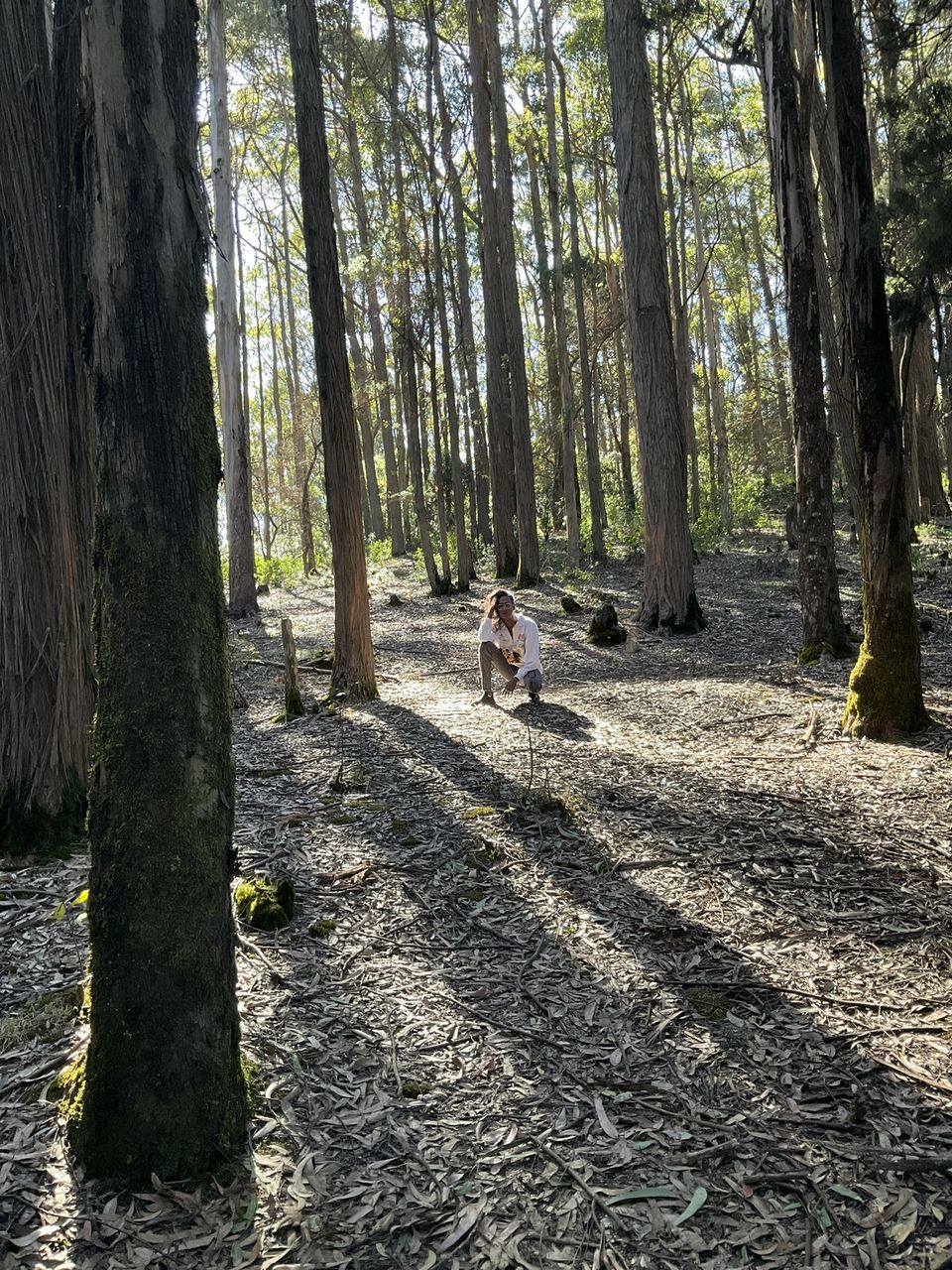Photo of Two romantic yet spooky tall tree spots I have explored at Ooty hill station! by Hemanth Bhargav Murthy (Hemuu)