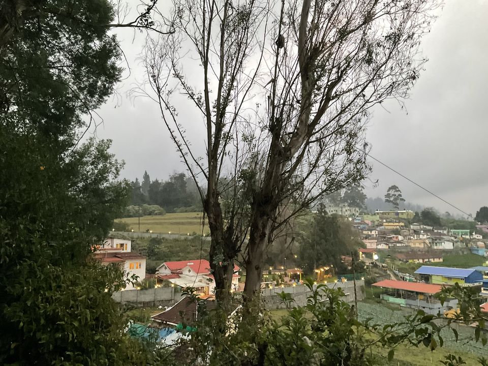 Photo of Two romantic yet spooky tall tree spots I have explored at Ooty hill station! by Hemanth Bhargav Murthy (Hemuu)