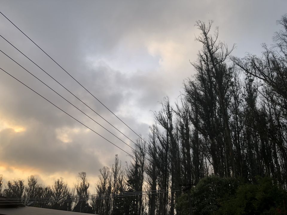 Photo of Two romantic yet spooky tall tree spots I have explored at Ooty hill station! by Hemanth Bhargav Murthy (Hemuu)