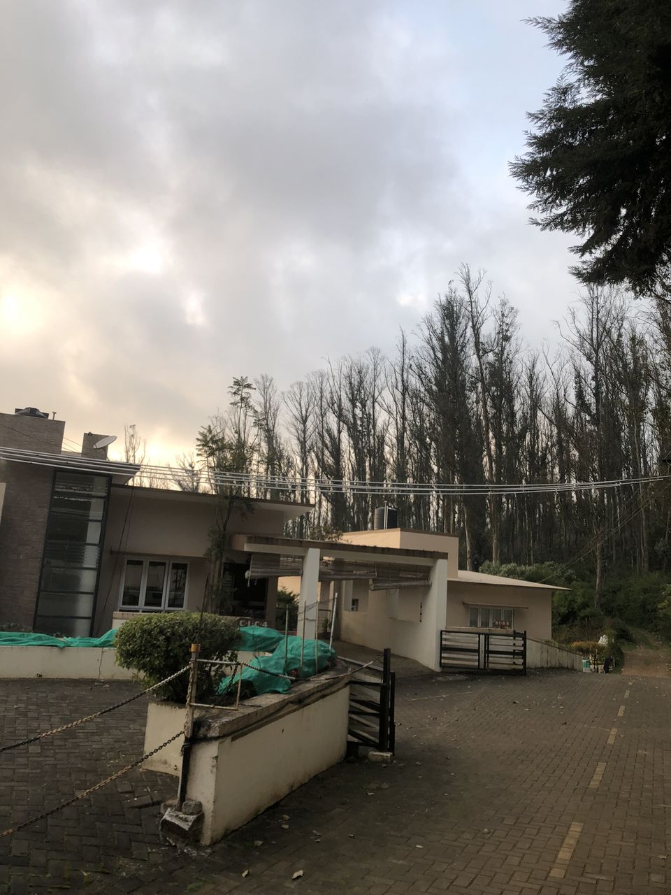 Photo of Two romantic yet spooky tall tree spots I have explored at Ooty hill station! by Hemanth Bhargav Murthy (Hemuu)