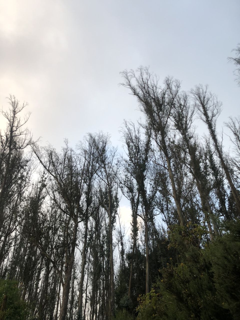 Photo of Two romantic yet spooky tall tree spots I have explored at Ooty hill station! by Hemanth Bhargav Murthy (Hemuu)