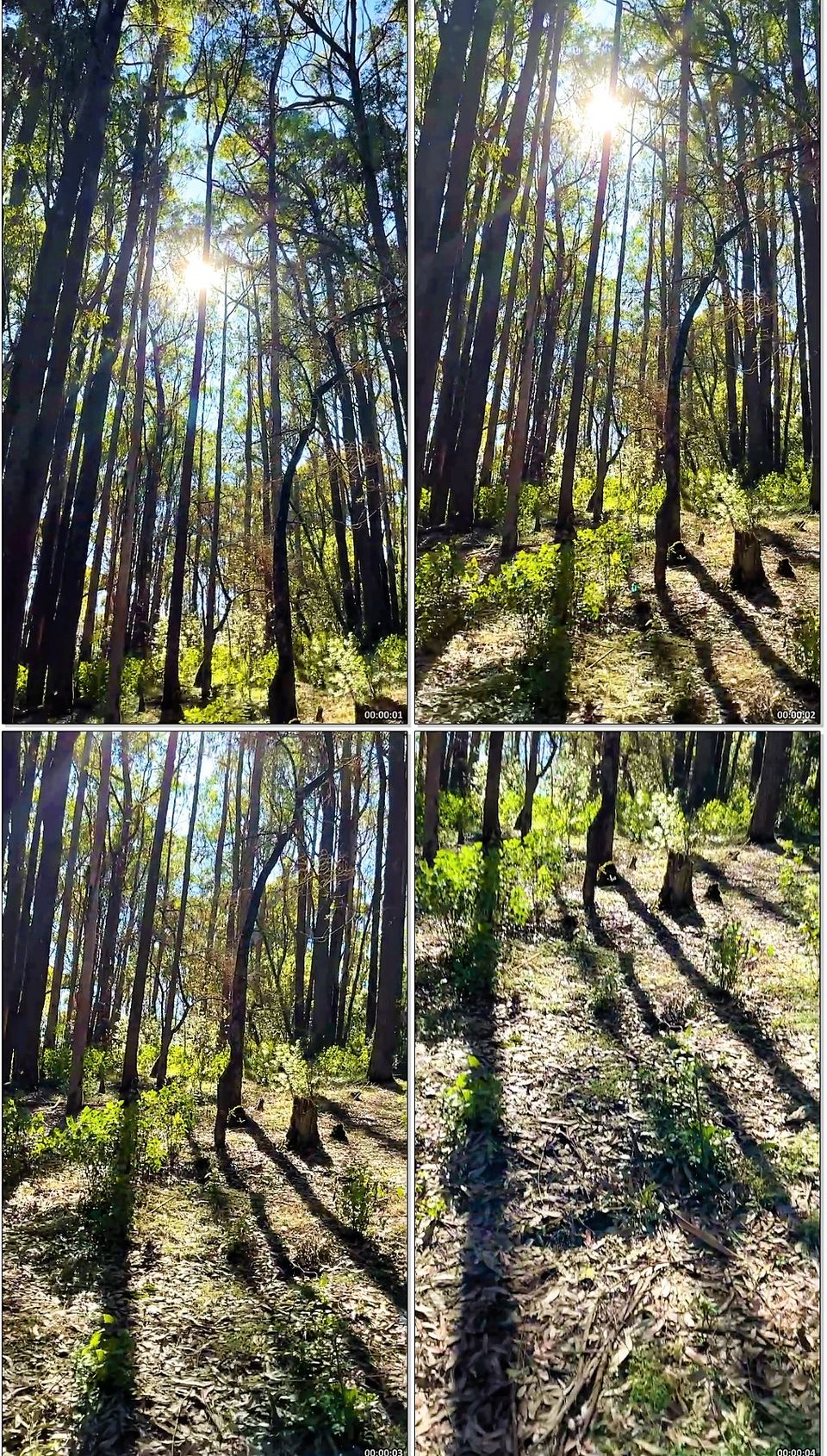 Photo of Two romantic yet spooky tall tree spots I have explored at Ooty hill station! by Hemanth Bhargav Murthy (Hemuu)