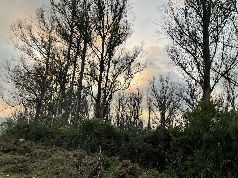 Photo of Two romantic yet spooky tall tree spots I have explored at Ooty hill station! by Hemanth Bhargav Murthy (Hemuu)