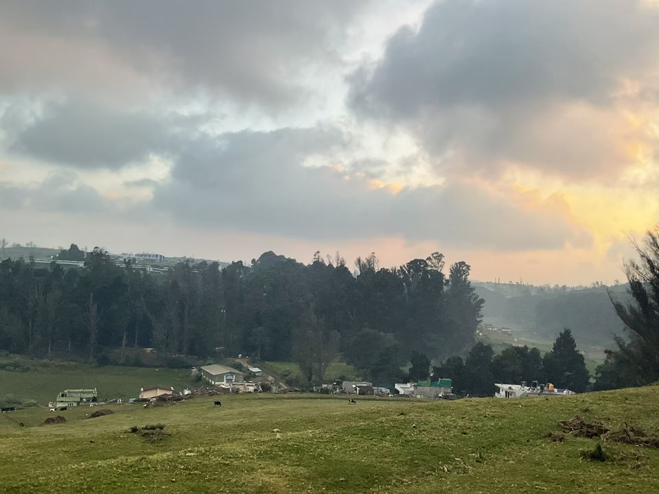 Photo of Two romantic yet spooky tall tree spots I have explored at Ooty hill station! by Hemanth Bhargav Murthy (Hemuu)