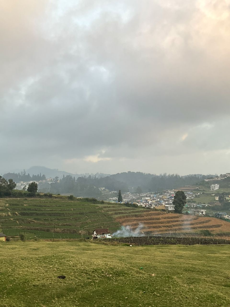 Photo of Two romantic yet spooky tall tree spots I have explored at Ooty hill station! by Hemanth Bhargav Murthy (Hemuu)