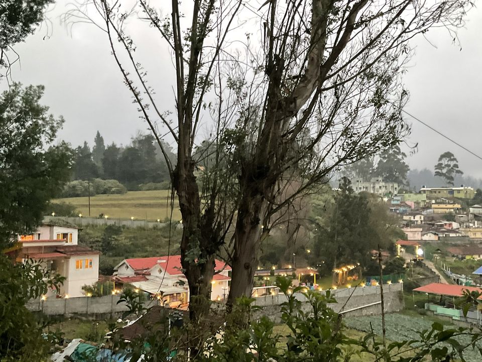 Photo of Two romantic yet spooky tall tree spots I have explored at Ooty hill station! by Hemanth Bhargav Murthy (Hemuu)