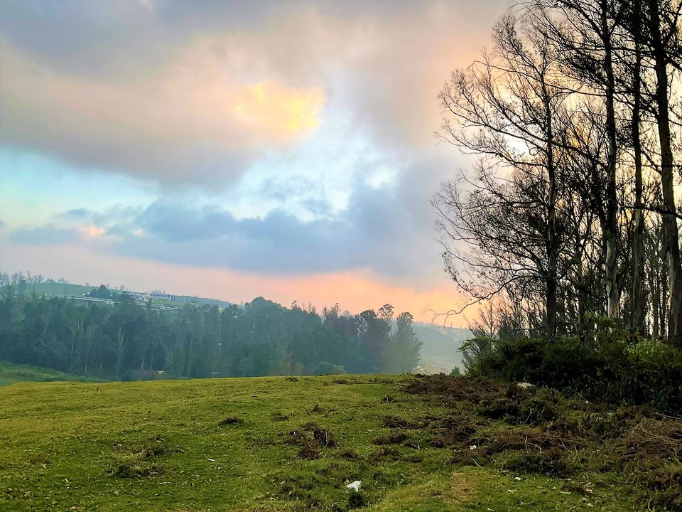 Photo of Two romantic yet spooky tall tree spots I have explored at Ooty hill station! by Hemanth Bhargav Murthy (Hemuu)