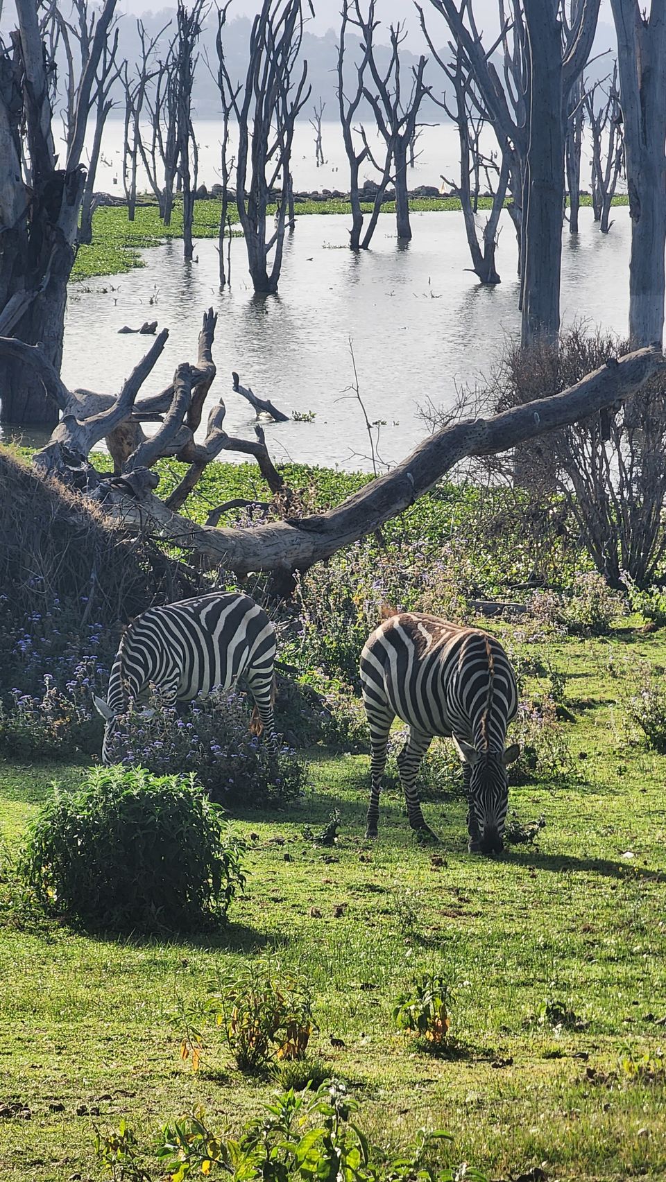 Photo of 10 Days magical Kenya itinerary: A combination of wildlife and beaches by Travelbuddiesforlife_Rk